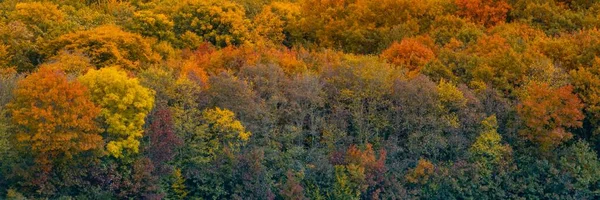 Panoramic View Forest Autumn — Stock Photo, Image