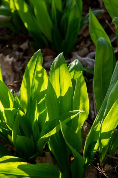 Ormanda Seçici Bir Yabani Sarımsak Allium Ursinum Yeşil Yaprakları Dikey — Stok fotoğraf