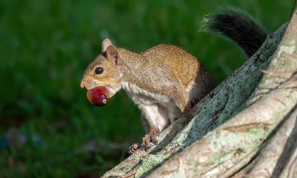 Florida Squirrel Nut Mouth — Stock Photo, Image