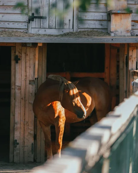 Close Vertical Gracioso Cavalo Americano Capturado Sob Luz Sol Celeiro — Fotografia de Stock