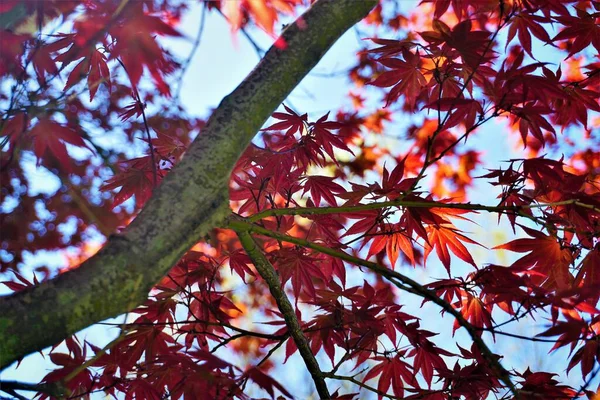 特写白天在树上的一束红叶的特写 — 图库照片