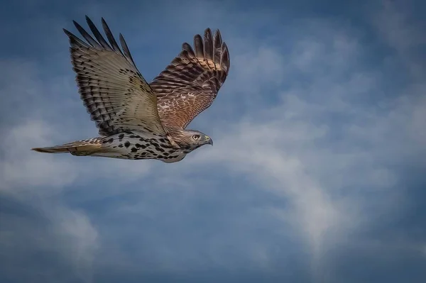 Closeup Red Tailed Hawk Buteo Jamaicensis Flying High Cloudy Sky — Stock Photo, Image