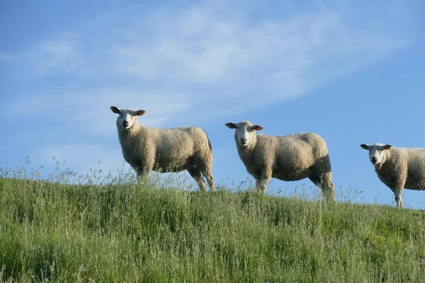 Drei Schafe Auf Einer Wiese Vor Blauem Himmel — Stockfoto