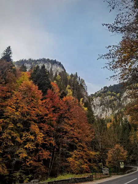 Ormanda Sonbahar Ağaçları Olan Bir Yolun Güzel Dikey Görüntüsü — Stok fotoğraf