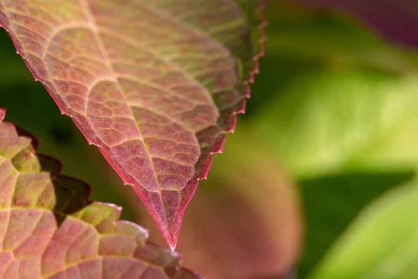 赤い葉のマクロショット — ストック写真