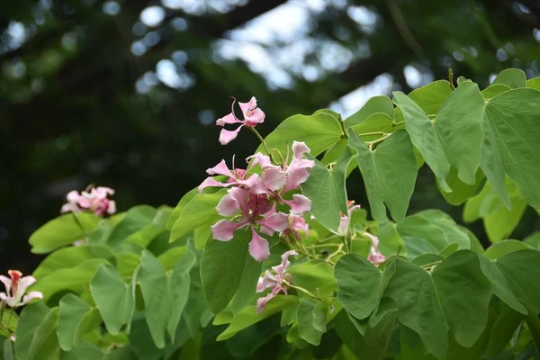 Pink Fragile Blossom Flower Tree — Stock Photo, Image