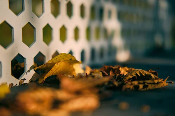 Ένα Κοντινό Πλάνο Κίτρινα Φθινοπωρινά Φύλλα Στο Έδαφος Κατά Διάρκεια — Φωτογραφία Αρχείου