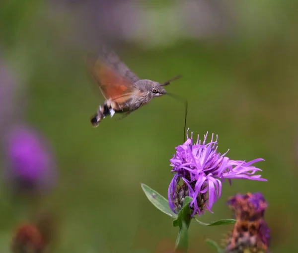 紫色の花に蜂の選択的な焦点 — ストック写真