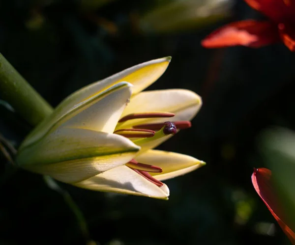 明るい日差しの下で武漢植物園の豪華な花の閉鎖 — ストック写真