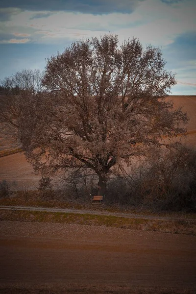 Svislý Záběr Holého Suchého Stromu Venkovském Poli — Stock fotografie