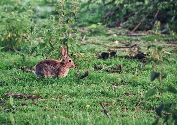 Cute European Rabbit Sitting Grass Daytime — Stock Photo, Image