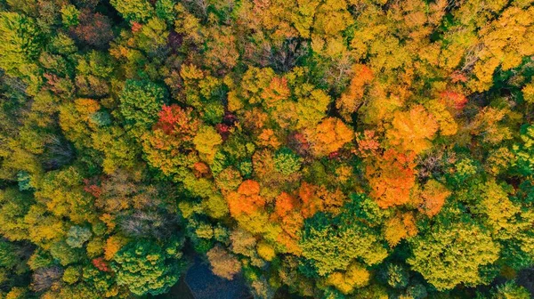 Breathtaking Top View Autumn Scenery Colorful Forest Sunny Autumn Day — Stock Photo, Image