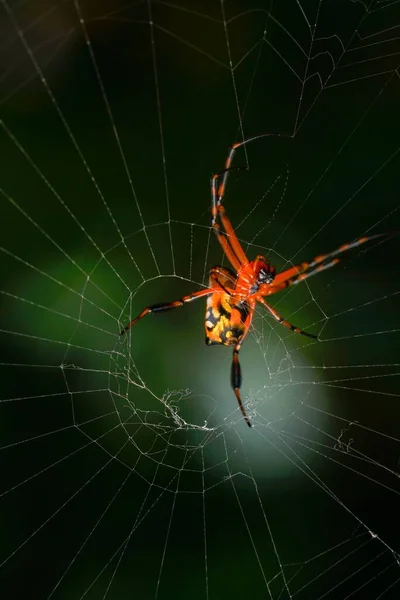 Egy Leucauge Pók Függőleges Közelsége Hosszú Állkapcsú Gömbszövő Egy Pókhálón — Stock Fotó
