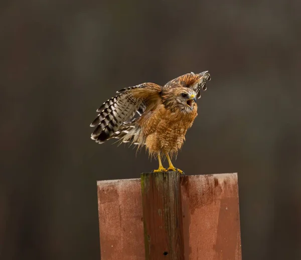 Een Red Shouldered Hawk Die Paal Staat Zijn Vleugels Spreidt — Stockfoto