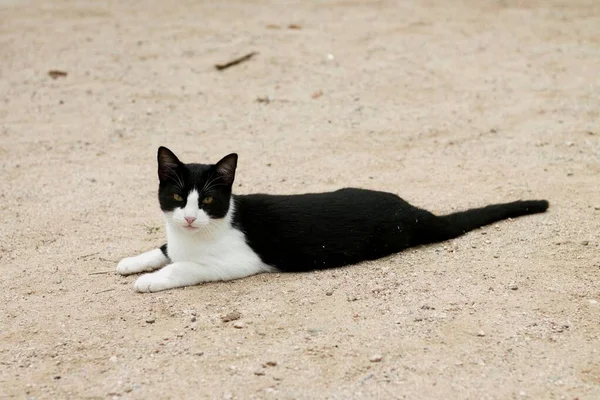 Gyönyörű Kóbor Gyorsírás Fekete Fehér Macska Feküdt Földön Nézte Kamera — Stock Fotó