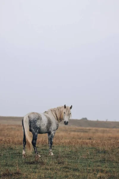 山上有一匹漂亮的马 — 图库照片