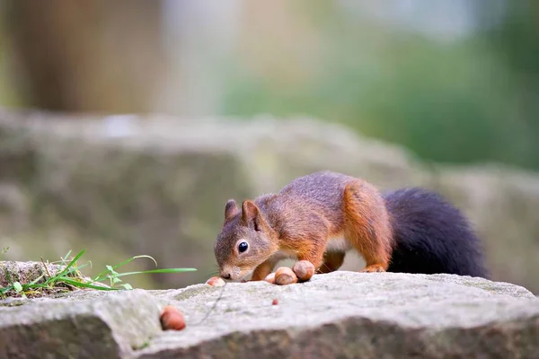 Tiro Perto Esquilo Vermelho Uma Pedra Comendo Avelã Parque Cercado — Fotografia de Stock
