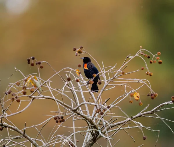 Fokus Selektif Dari Burung Hitam Bersayap Merah Pada Pohon — Stok Foto