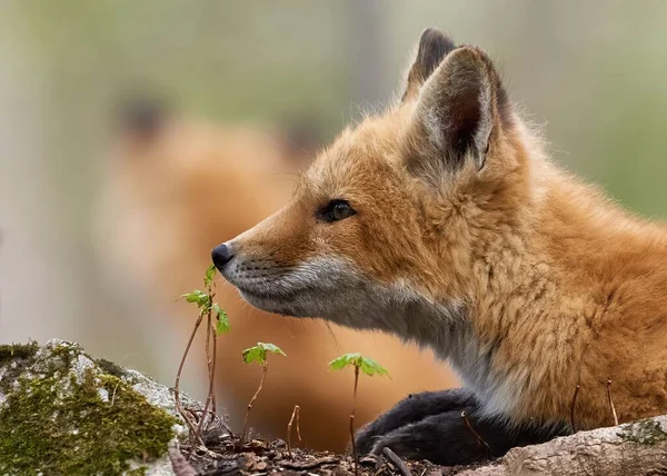 一只红狐的特写镜头 坐在长满苔藓的树根上 — 图库照片