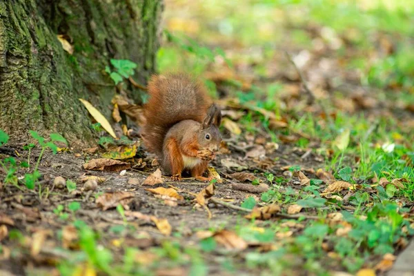 Ein Niedliches Kleines Eichhörnchen Frisst Der Nähe Des Baumes Wald — Stockfoto