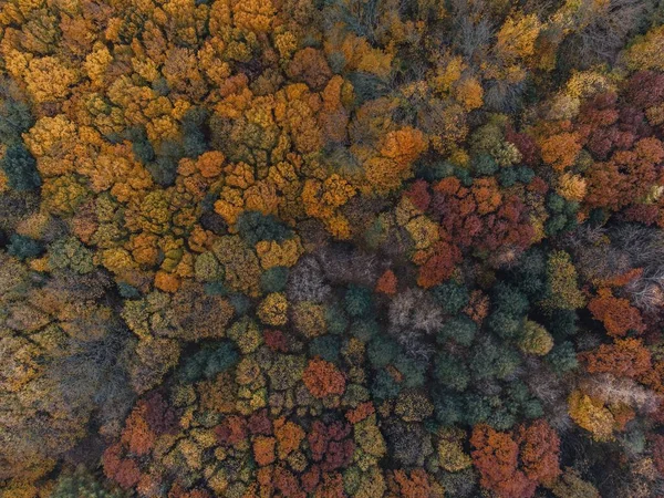 オレンジと赤の葉で覆われた木々のある秋の森の空中撮影 — ストック写真