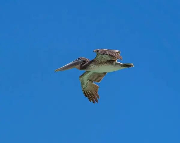 Tiro Perto Pelicano Castanho Voando — Fotografia de Stock