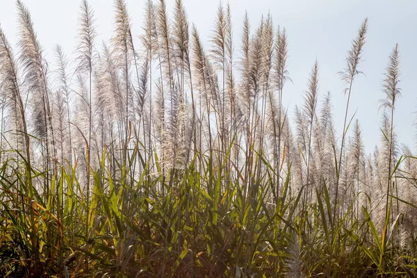 Strzał Bliska Wysokich Roślin Zielonej Trawy Polu — Zdjęcie stockowe