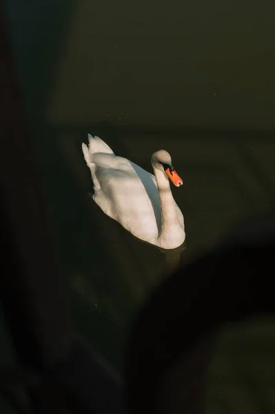 White Mute Swan Pond Romania — Stock Photo, Image