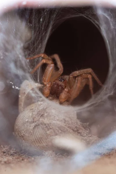 Eine Vertikale Nahaufnahme Einer Gruseligen Spinne Die Ein Netz Webt — Stockfoto