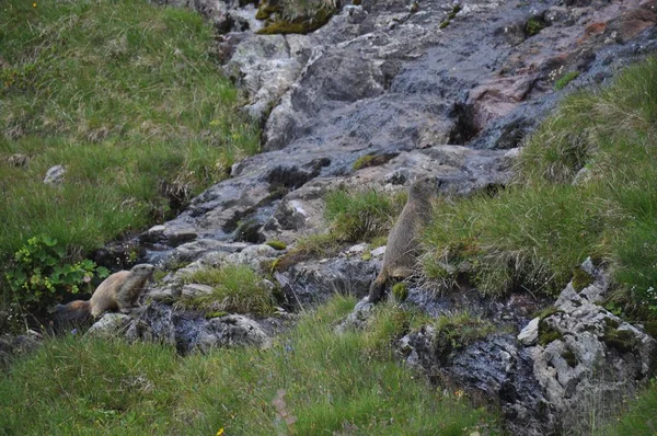 Alp Dağlarının Yamaçlarında Yeşil Çimlerle Çevrili Bir Dağ Sıçanı Dinleniyor — Stok fotoğraf