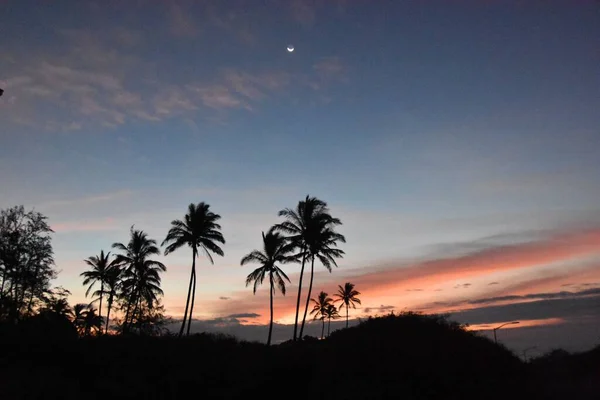 Palmiye Ağaçlarının Siluetleri Gün Batımında Sahilde Bir — Stok fotoğraf