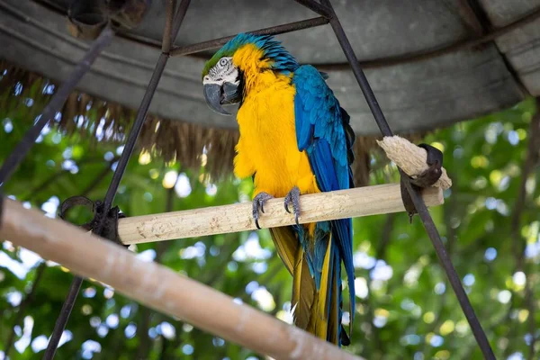 Papagaio Azul Amarelo Guatemala — Fotografia de Stock
