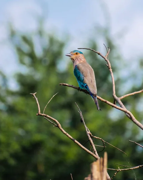 Shallow Focus Indian Roller Perched Tree Twig — Stock Photo, Image