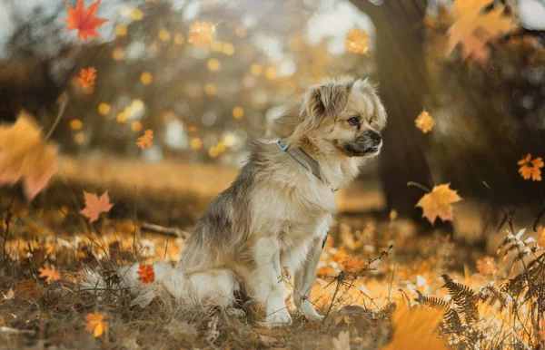 Portrait Cute Small Dog Sitting Autumn Garden Yellow Leaves — Stock Photo, Image