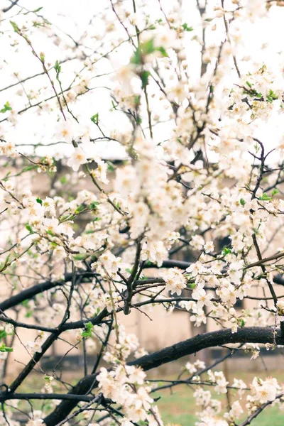 Eine Vertikale Aufnahme Eines Kirschblütenbaums Mit Weißen Blumen — Stockfoto