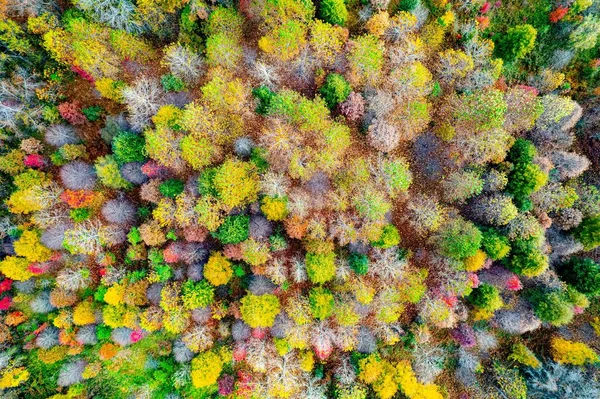 森の中の紅葉の空中ショット — ストック写真
