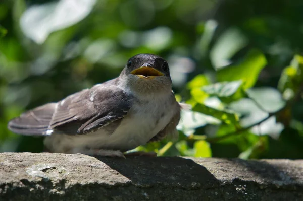 Selective Focus Closeup Brown Chested Martin Bird Perched Tree — Stock Photo, Image