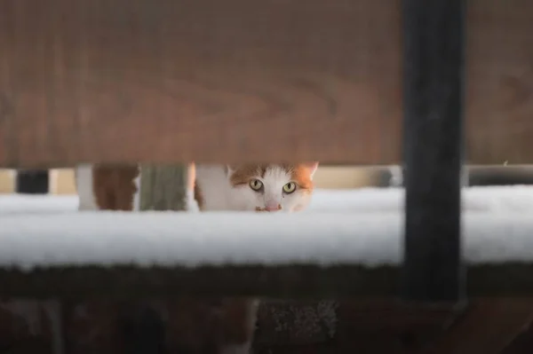 Sevimli Bir Kızıl Tekir Kedicik Kar Kaplı Ahşap Çitlerin Arasından — Stok fotoğraf
