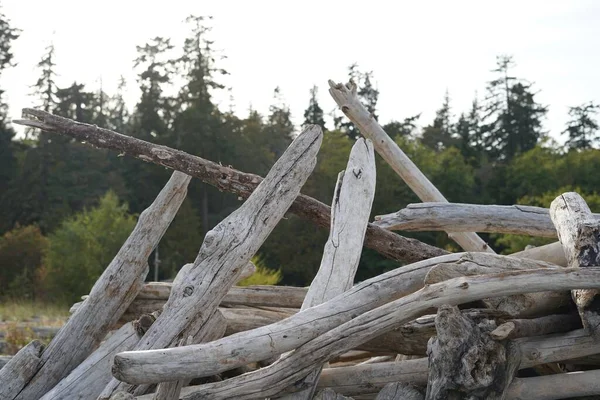 Close Uma Pilha Esculturas Driftwood Fay Bainbridge Park Washington — Fotografia de Stock