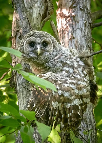 Vertical Shot Northern Barred Owlet Perching Tree Branches Woods Sunny — Stock Photo, Image