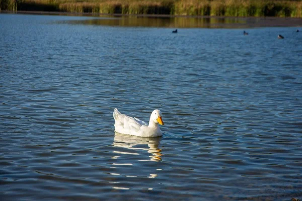 Nahaufnahme Einer Weißen Ente Auf Dem See Mit Ihren Kindern — Stockfoto