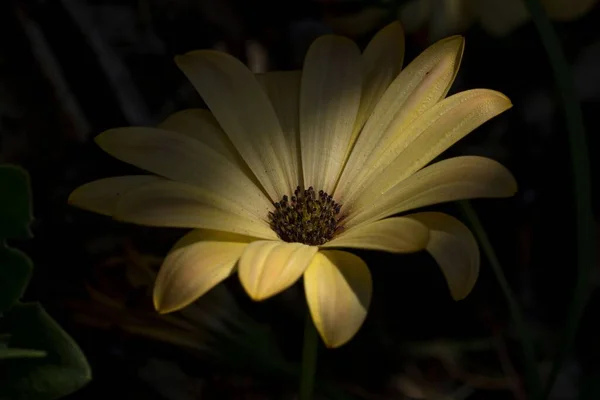 The yellow flower under the shadow, close-up