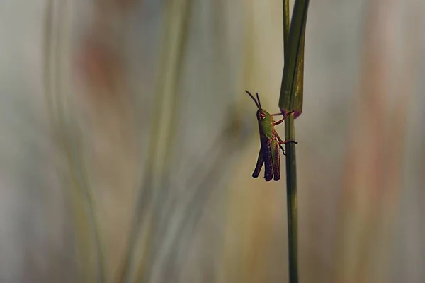 Selective Focus Grasshopper Plant — Stock Photo, Image