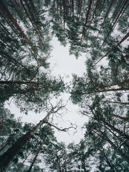 Yoğun Ağaçlarla Çevrili Ormanın Alçak Açılı Görüntüsü — Stok fotoğraf