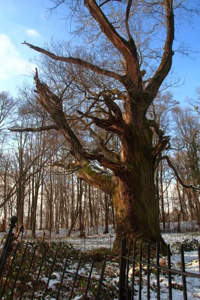 Vertikální Záběr Vysokého Silného Stromu Zimě Parku — Stock fotografie