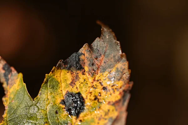 Bulanık Arkaplanı Olan Bir Yaprağın Yakın Plan Çekimi — Stok fotoğraf