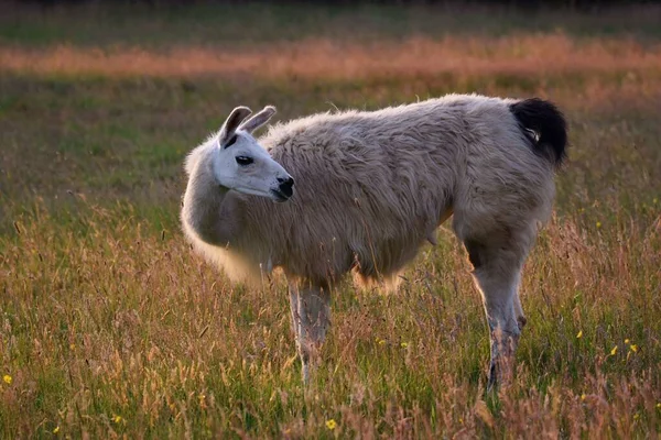 Ein Selektiver Fokus Eines Lamas Auf Einem Feld — Stockfoto