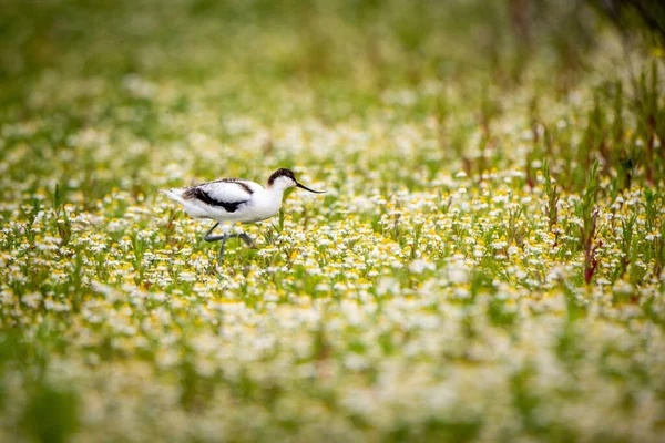 Relict Gull Ichthyaetus Relictus Walking Field Flowers — Stock Photo, Image