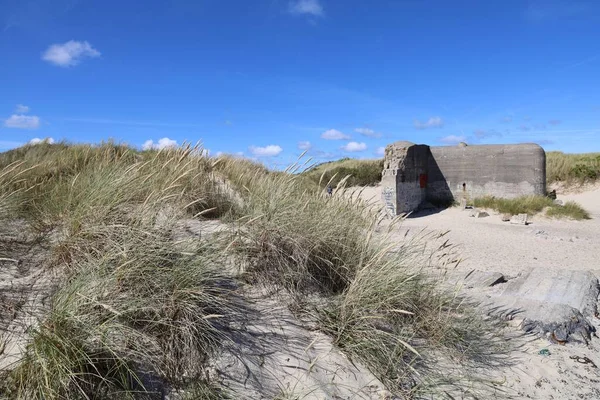 stock image A closeup of grass on the sandy beach with a blue sky in the background in Skagen, Denmark