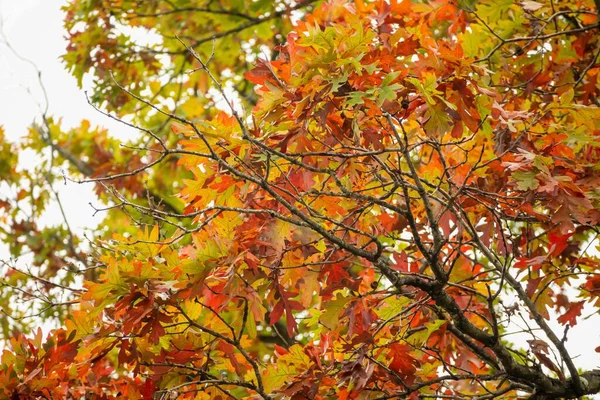 Een Close Van Groene Rode Oranje Bladeren Herfst Het Bos — Stockfoto